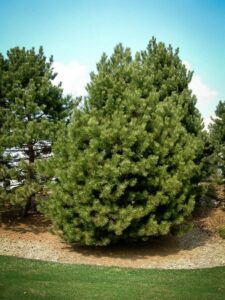 Сосна Чёрная (Pinus Nigra) купить по цене от 270.00р. в интернет-магазине «Посадика» с доставкой почтой в в Кировграде и по всей России – [изображение №1].