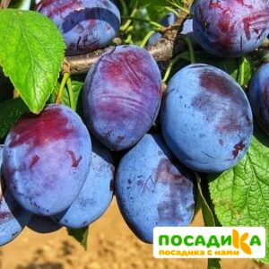 Слива Чачакская ранняя купить по цене от 229.00р. в интернет-магазине «Посадика» с доставкой почтой в в Кировграде и по всей России – [изображение №1].