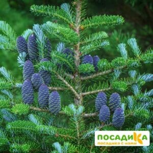 Пихта корейская (Abies koreana) купить по цене от 450.00р. в интернет-магазине «Посадика» с доставкой почтой в в Кировграде и по всей России – [изображение №1].