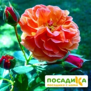 Роза Арабия купить по цене от 350.00р. в интернет-магазине «Посадика» с доставкой почтой в в Кировграде и по всей России – [изображение №1].