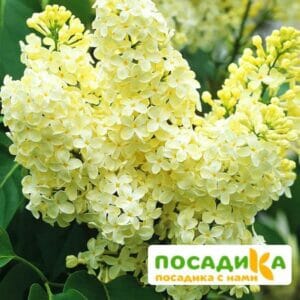 Сирень Примроуз (Primrose) купить по цене от 529.00р. в интернет-магазине «Посадика» с доставкой почтой в в Кировграде и по всей России – [изображение №1].