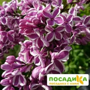 Сирень Сенсация купить по цене от 529.00р. в интернет-магазине «Посадика» с доставкой почтой в в Кировграде и по всей России – [изображение №1].