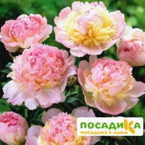 Пион Распберри Сандей (Paeonia Raspberry Sundae) купить по цене от 959р. в интернет-магазине «Посадика» с доставкой почтой в в Кировграде и по всей России – [изображение №1].