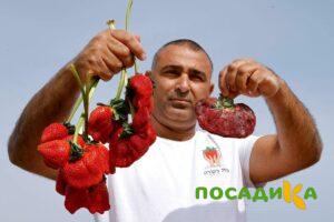 Клубника Гигант Джорнея купить по цене от 266р. в интернет-магазине «Посадика» с доставкой почтой в в Кировграде и по всей России – [изображение №1].