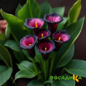 Калла Аура Лейс купить по цене от 400р. в интернет-магазине «Посадика» с доставкой почтой в в Кировграде и по всей России – [изображение №1].