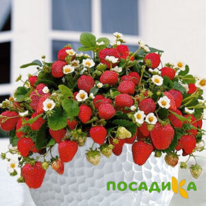 Клубника Рубиновый Шепот (горшечная) купить по цене от 240р. в интернет-магазине «Посадика» с доставкой почтой в в Кировграде и по всей России – [изображение №1].