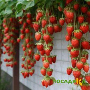 Клубника вьющаяся Комплимент купить по цене от 470р. в интернет-магазине «Посадика» с доставкой почтой в в Кировграде и по всей России – [изображение №1].