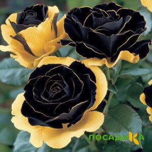 Роза Ханни Сикл купить по цене от 700р. в интернет-магазине «Посадика» с доставкой почтой в в Кировграде и по всей России – [изображение №1].