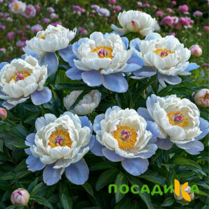 Пион акварельный Этюд купить по цене от 806р. в интернет-магазине «Посадика» с доставкой почтой в в Кировграде и по всей России – [изображение №1].