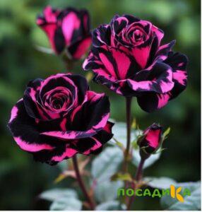 Роза Багровый Шепот купить по цене от 366р. в интернет-магазине «Посадика» с доставкой почтой в в Кировграде и по всей России – [изображение №1].