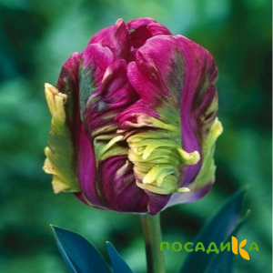 Тюльпан Экзотик Хэвен купить по цене от 186р. в интернет-магазине «Посадика» с доставкой почтой в в Кировграде и по всей России – [изображение №1].