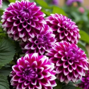 Георгин Кристал Корт купить по цене от 602р. в интернет-магазине «Посадика» с доставкой почтой в в Кировграде и по всей России – [изображение №1].