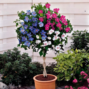 Гибискус-Дерево Триколор купить по цене от 289р. в интернет-магазине «Посадика» с доставкой почтой в в Кировграде и по всей России – [изображение №1].