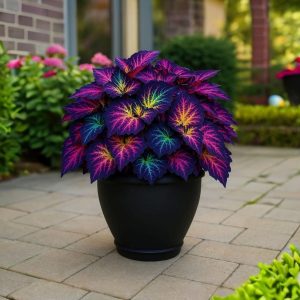 Хоста Фрости Блю купить по цене от 389р. в интернет-магазине «Посадика» с доставкой почтой в в Кировграде и по всей России – [изображение №1].