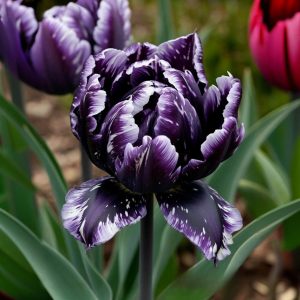 Тюльпан Индиго купить по цене от 600р. в интернет-магазине «Посадика» с доставкой почтой в в Кировграде и по всей России – [изображение №1].