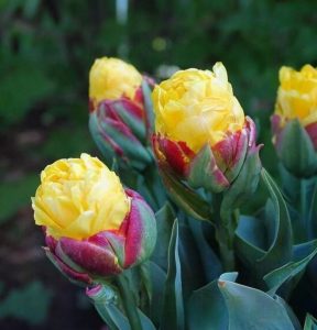 Тюльпан Айс Крим Банана купить по цене от 360р. в интернет-магазине «Посадика» с доставкой почтой в в Кировграде и по всей России – [изображение №1].