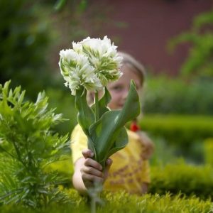 Тюльпан Супер Пэррот купить по цене от 360р. в интернет-магазине «Посадика» с доставкой почтой в в Кировграде и по всей России – [изображение №1].