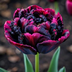 Тюльпан Фламинго купить по цене от 500р. в интернет-магазине «Посадика» с доставкой почтой в в Кировграде и по всей России – [изображение №1].