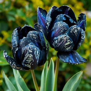 Тюльпан Блю Фог купить по цене от 500р. в интернет-магазине «Посадика» с доставкой почтой в в Кировграде и по всей России – [изображение №1].