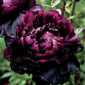 Пион Темный Сад купить по цене от 421р. в интернет-магазине «Посадика» с доставкой почтой в в Кировграде и по всей России – [изображение №1].