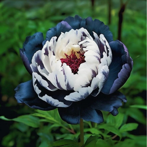 Пион Древовидный Инь-Янь купить по цене от 419р. в интернет-магазине «Посадика» с доставкой почтой в в Кировграде и по всей России – [изображение №1].