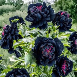 Пион древовидный Сердце Афродиты купить по цене от 600р. в интернет-магазине «Посадика» с доставкой почтой в в Кировграде и по всей России – [изображение №1].