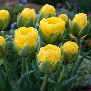 Тюльпан махровый Ванила Коп купить по цене от 159р. в интернет-магазине «Посадика» с доставкой почтой в в Кировграде и по всей России – [изображение №1].