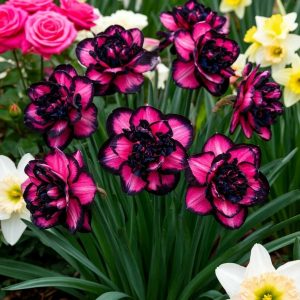 Нарцисс Золотая Корона купить по цене от 2000р. в интернет-магазине «Посадика» с доставкой почтой в в Кировграде и по всей России – [изображение №1].