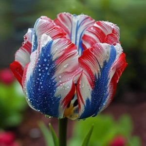 Тюльпан Ремс Сенсейшн купить по цене от 219р. в интернет-магазине «Посадика» с доставкой почтой в в Кировграде и по всей России – [изображение №1].