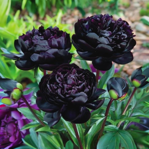 Пион Королевский Бархат купить по цене от 419р. в интернет-магазине «Посадика» с доставкой почтой в в Кировграде и по всей России – [изображение №1].