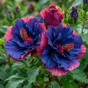 Гибискус Роуз Шайн купить по цене от 360р. в интернет-магазине «Посадика» с доставкой почтой в в Кировграде и по всей России – [изображение №1].