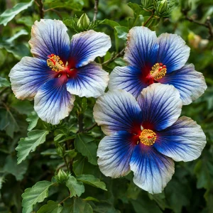 Гибискус Илюжн Вилью купить по цене от 259р. в интернет-магазине «Посадика» с доставкой почтой в в Кировграде и по всей России – [изображение №1].