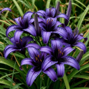 Лилейник Блю Айрис купить по цене от 324р. в интернет-магазине «Посадика» с доставкой почтой в в Кировграде и по всей России – [изображение №1].