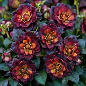 Морозник Сноу Дроп купить по цене от 348р. в интернет-магазине «Посадика» с доставкой почтой в в Кировграде и по всей России – [изображение №1].