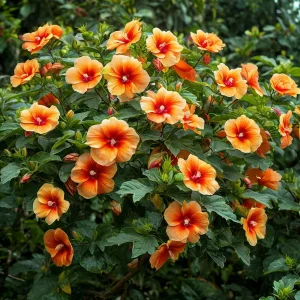 Гибискус Кристал Рэй купить по цене от 458р. в интернет-магазине «Посадика» с доставкой почтой в в Кировграде и по всей России – [изображение №1].