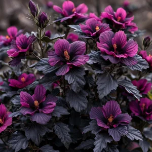 Гибискус Корал Чарм купить по цене от 271р. в интернет-магазине «Посадика» с доставкой почтой в в Кировграде и по всей России – [изображение №1].