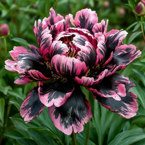 Пион Дроп Руби купить по цене от 469р. в интернет-магазине «Посадика» с доставкой почтой в в Кировграде и по всей России – [изображение №1].