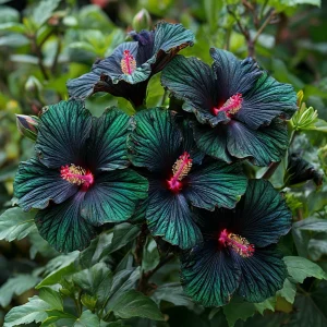 Гибискус Пикок Плюм купить по цене от 490р. в интернет-магазине «Посадика» с доставкой почтой в в Кировграде и по всей России – [изображение №1].