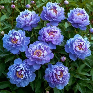 Пион Голубой лотос купить по цене от 590р. в интернет-магазине «Посадика» с доставкой почтой в в Кировграде и по всей России – [изображение №1].