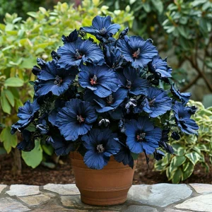 Гибискус Селестиал Флейм купить по цене от 326р. в интернет-магазине «Посадика» с доставкой почтой в в Кировграде и по всей России – [изображение №1].