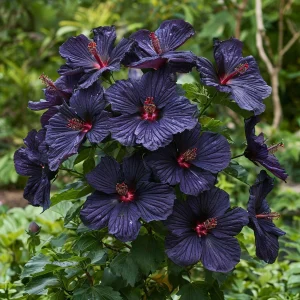 Гибискус Мэджик Момент купить по цене от 699р. в интернет-магазине «Посадика» с доставкой почтой в в Кировграде и по всей России – [изображение №1].