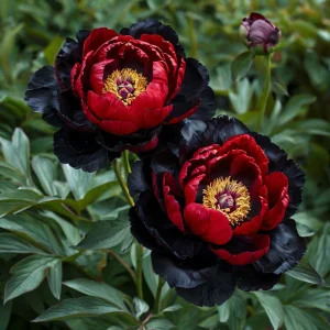 Пион Эбеновый Рубин купить по цене от 419р. в интернет-магазине «Посадика» с доставкой почтой в в Кировграде и по всей России – [изображение №1].