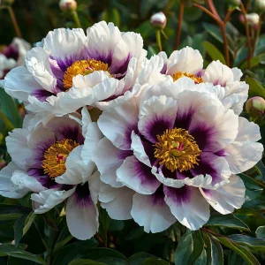 Пион Эко Саммер купить по цене от 548р. в интернет-магазине «Посадика» с доставкой почтой в в Кировграде и по всей России – [изображение №1].