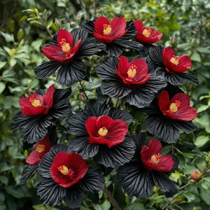 Гибискус Ройял Афеа купить по цене от 460р. в интернет-магазине «Посадика» с доставкой почтой в в Кировграде и по всей России – [изображение №1].