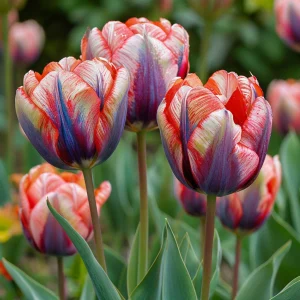 Тюльпан Эбисан Грэйс купить по цене от 217р. в интернет-магазине «Посадика» с доставкой почтой в в Кировграде и по всей России – [изображение №1].