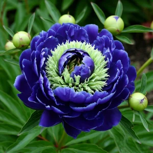 Пион Дримвивер купить по цене от 417р. в интернет-магазине «Посадика» с доставкой почтой в в Кировграде и по всей России – [изображение №1].