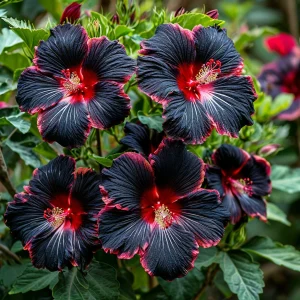 Гибискус садовый Файер Дэнсер купить по цене от 450р. в интернет-магазине «Посадика» с доставкой почтой в в Кировграде и по всей России – [изображение №1].