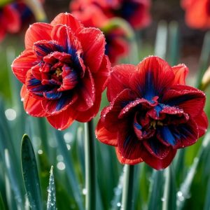 Нарцисс Эрличе купить по цене от 386р. в интернет-магазине «Посадика» с доставкой почтой в в Кировграде и по всей России – [изображение №1].