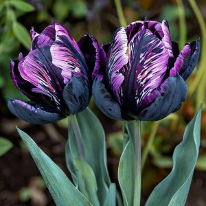 Тюльпан Блэк Каньон купить по цене от 305р. в интернет-магазине «Посадика» с доставкой почтой в в Кировграде и по всей России – [изображение №1].