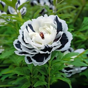 Пион Монохромный Шик купить по цене от 429р. в интернет-магазине «Посадика» с доставкой почтой в в Кировграде и по всей России – [изображение №1].